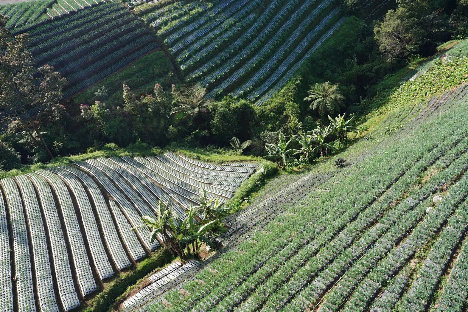 Cafezal nas encostas da serra